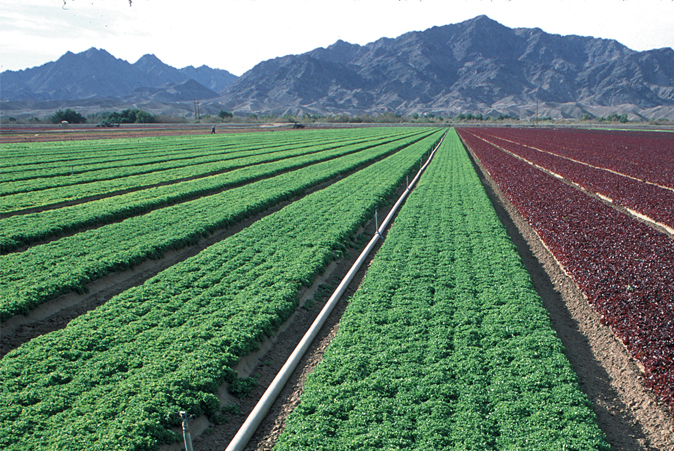 Green field of crops