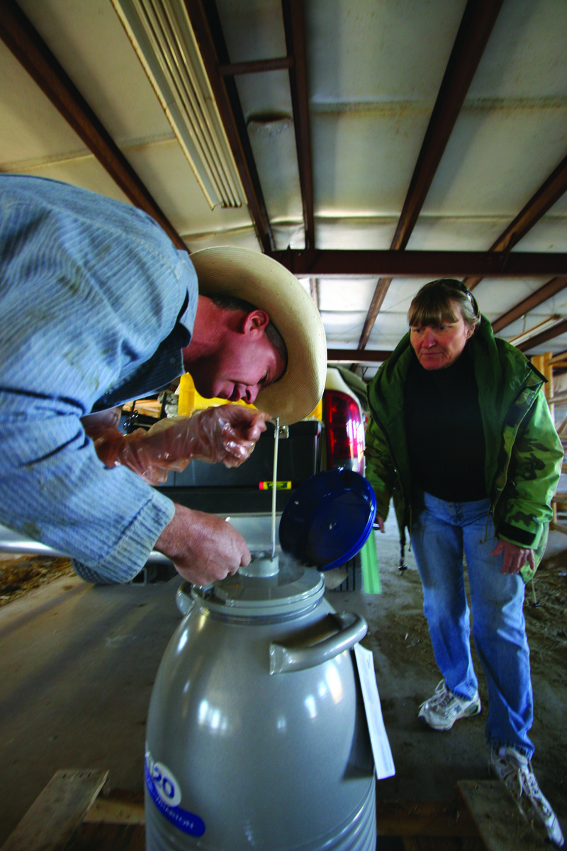 Two workers looking at a jug on a dairy farm