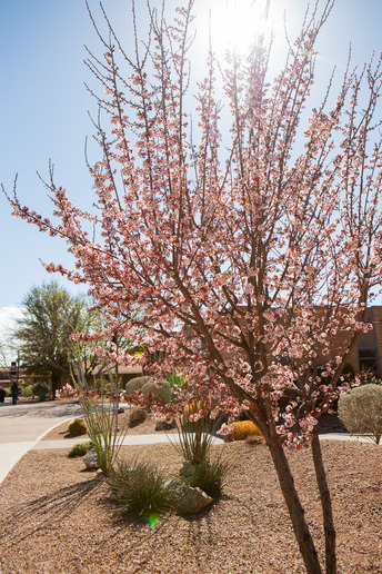 Landscaping on Douglas Campus